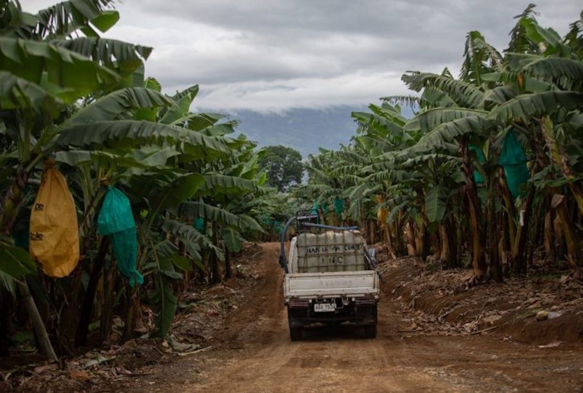 A banana plantation in the village of San Jose, in the province Mindanao. Hundreds of families from the tribe of Manobo-Higaonon were displaced when their houses were demolished in July 2018 by local security men following a court order in favor of a businessman occupying 307 hectares of their ancestral domain.  (Jeoffrey Maitem / Global Witness)