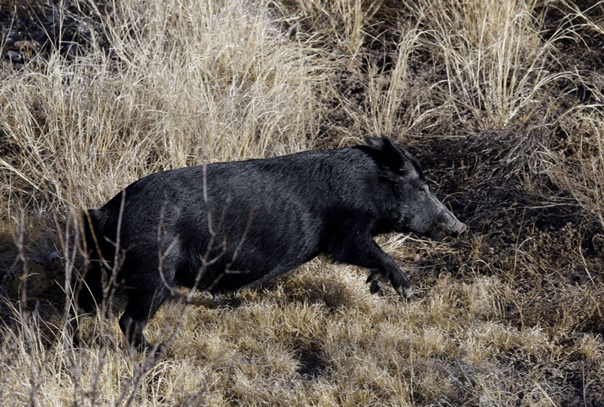 A feral pig runs across desert scrub on a ranch near Mertzon, Texas, Wednesday, Feb. 18, 2009. (AP/Eric Gay)