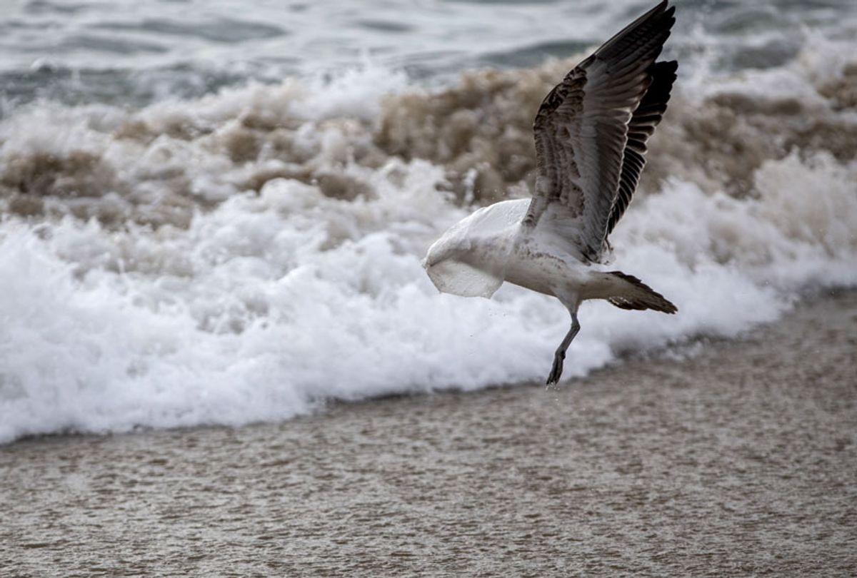 A seagull struggles to take flight covered by a plastic bag, on the seashore at Caleta Portales beach in Valparaiso, Chile on July 17, 2018. (Getty/CLAUDIO REYES)