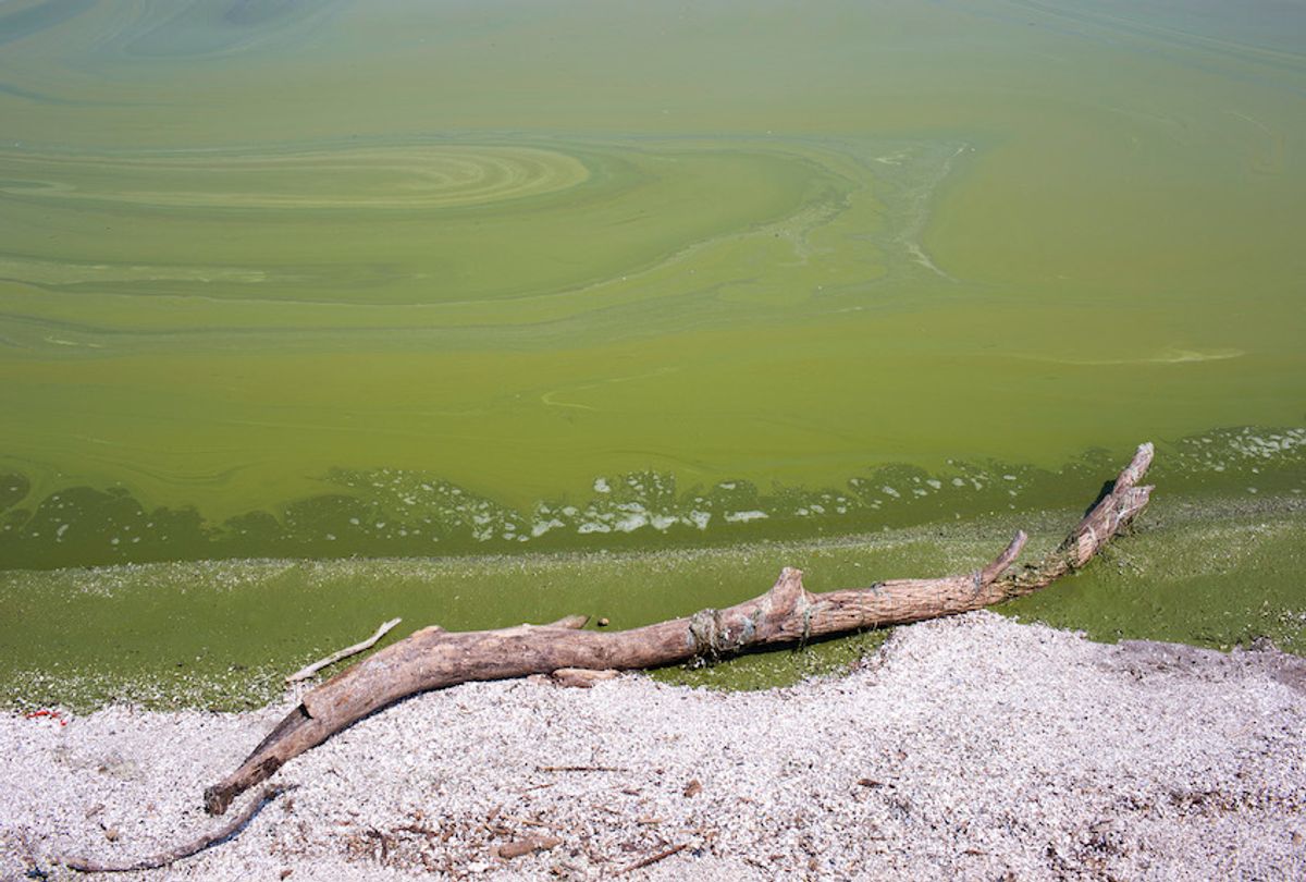 TOLEDO, OHIO - AUGUST 4:  Algae washes ashore from Lake Erie at Maumee Bay State Park August 4, 2014 in Oregon, Ohio. Toledo, Ohio area residents were once again able to drink tap water after a two day ban due to algae related toxins.  (Photo by Aaron P. Bernstein/Getty Images) (Aaron P. Bernstein/Getty Images)