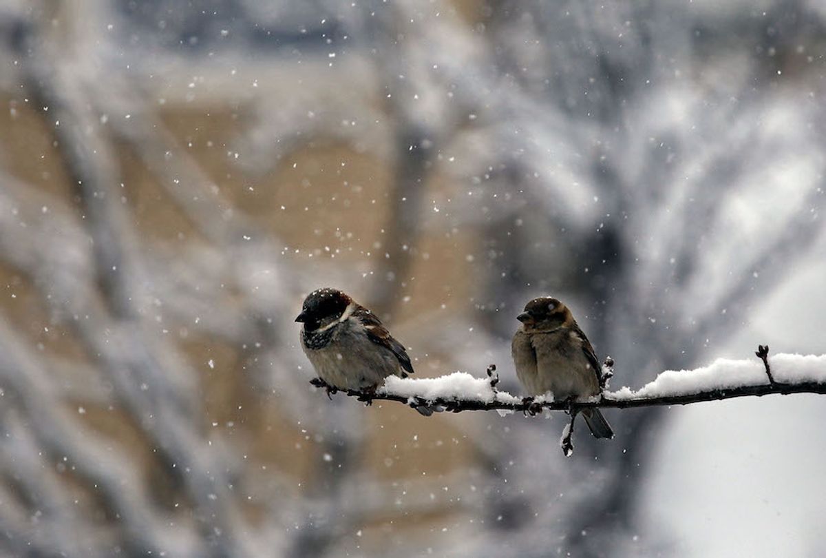 Two birds perch on a snow-covered branch of a tree during a storm in Washington, DC, March 21, 2018. (David Gannon/AFP/Getty Images)