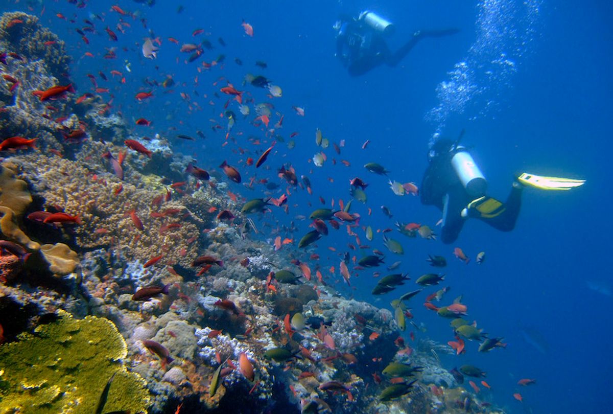 Divers swim near coral reefs teeming with fishes in the water off Komodo island, Indonesia, Thursday, April 30, 2009. Indonesia will hold an international ocean conference in North Sulawesi capital of Manado next week where delegates are expected endorse agreements aimed at protecting the ocean and coral reefs from the impacts of the climate change. Corals serve as breeding grounds and habitat for many of the world's marine species and act as indicators of overall ocean health.  (AP Photo/Dita Alangkara) (AP Photo/Dita Alangkara)