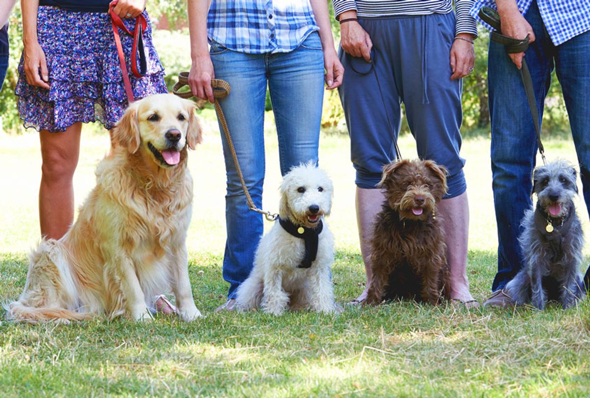 Group Of Dogs With Owners At Obedience Class (Getty/Highwaystarz-Photography)