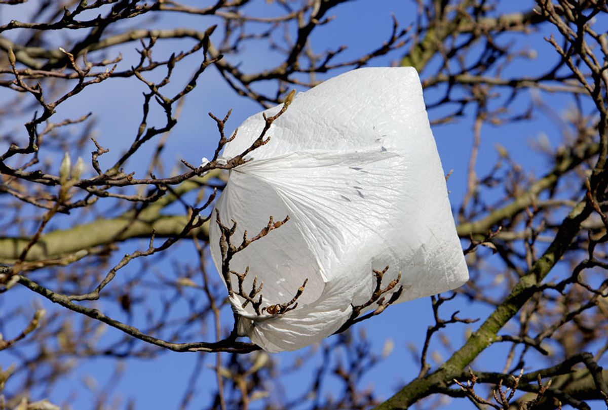 White plastic bag caught up in branches and billowing in the breeze. Plastic bags are wind-distributed, which explains why they are widespread in the London (UK) countryside. (Getty Images/Whiteway)