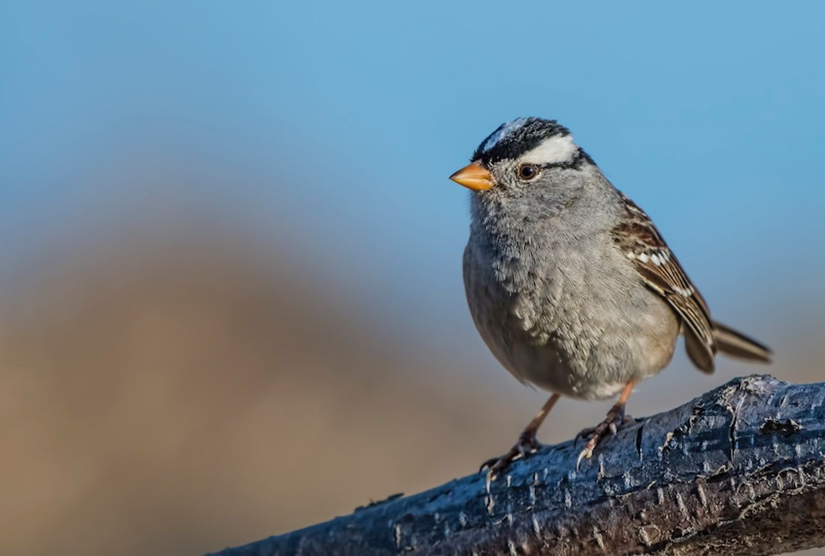 A White-crowned Sparrow sits on a branch on an early spring day in South-central, Alaska. (Getty Images/istockphoto)
