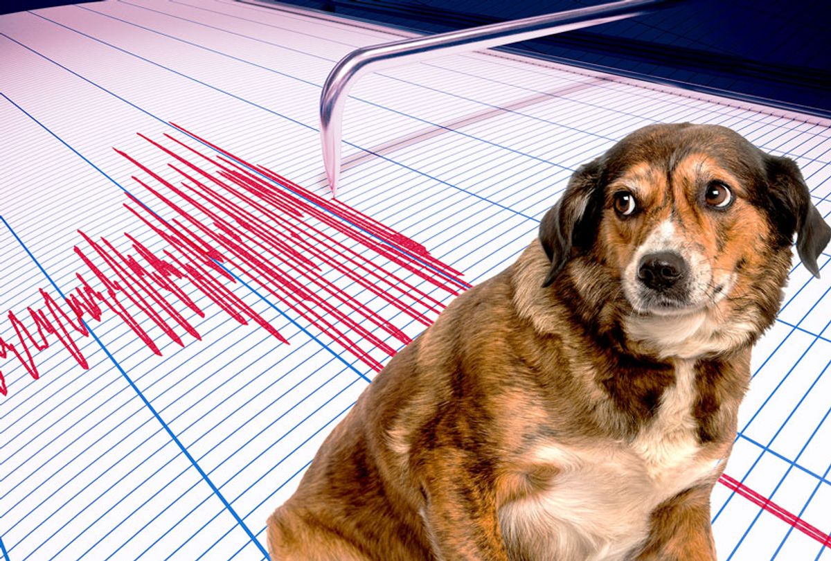 can dogs predict natural disasters