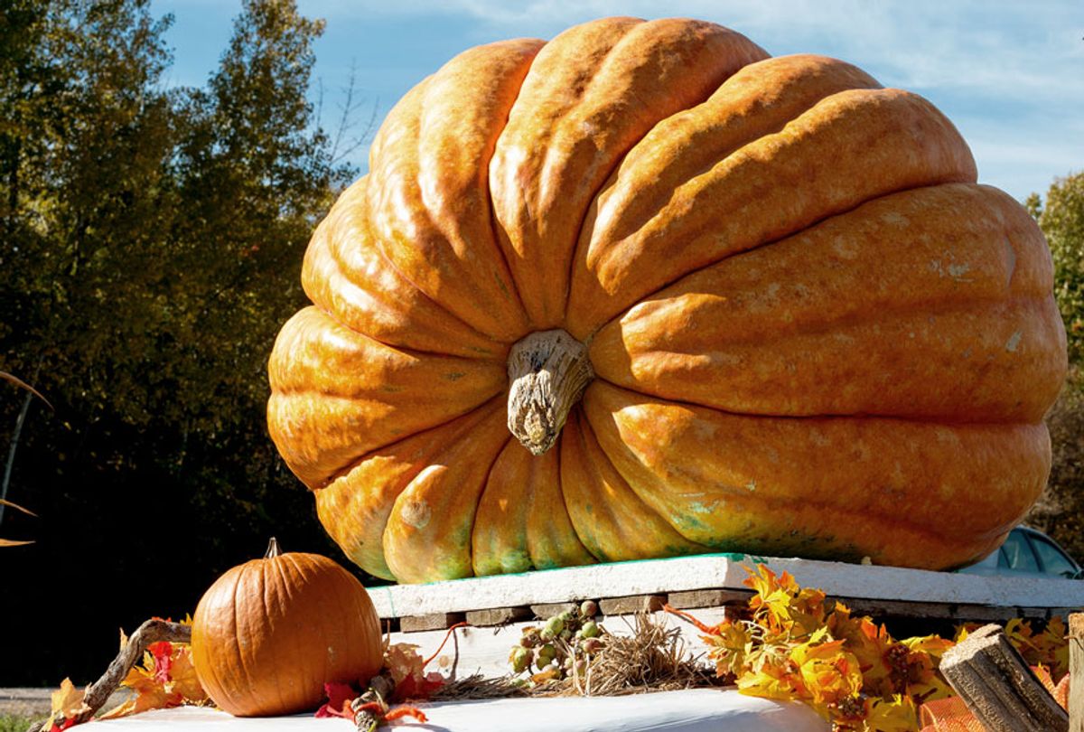 Giant pumpkin grown by local farmers weights 930 lbs on display at roadside out of a small village in Canada before Halloween. (Getty Images/Jun Zang)