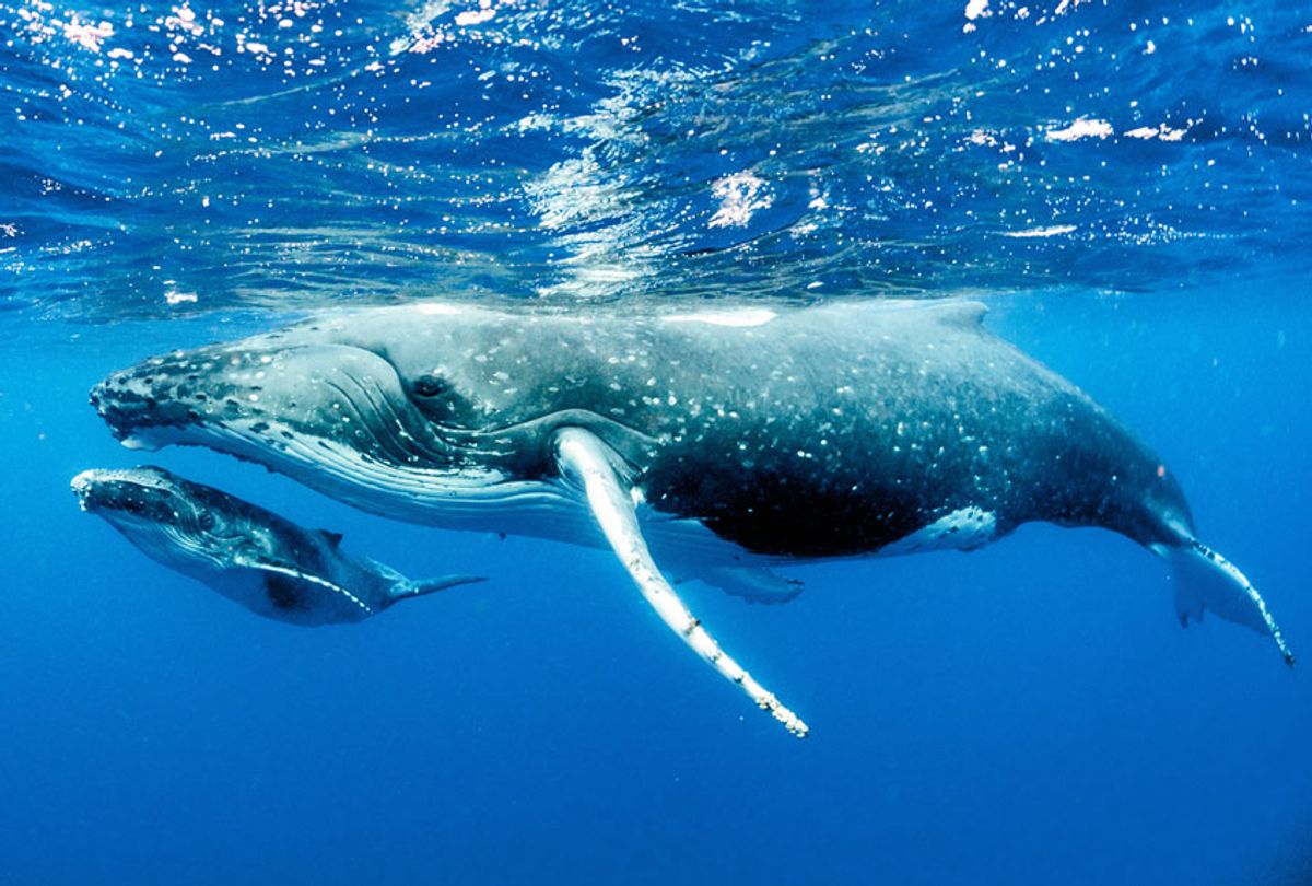 Humpback Whale parent and calf (Getty Images)