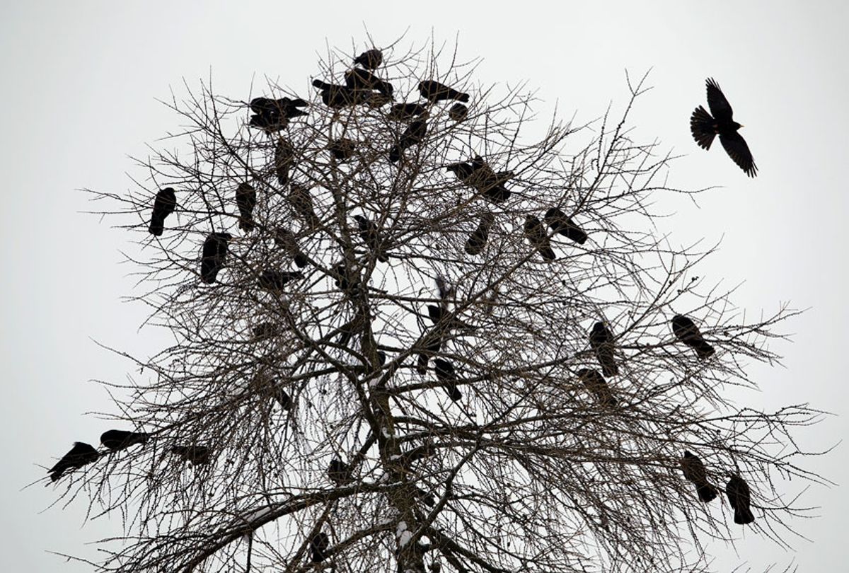  jackdaw birds on a tree in Davos (Getty Images/ AFP/FABRICE COFFRINI)