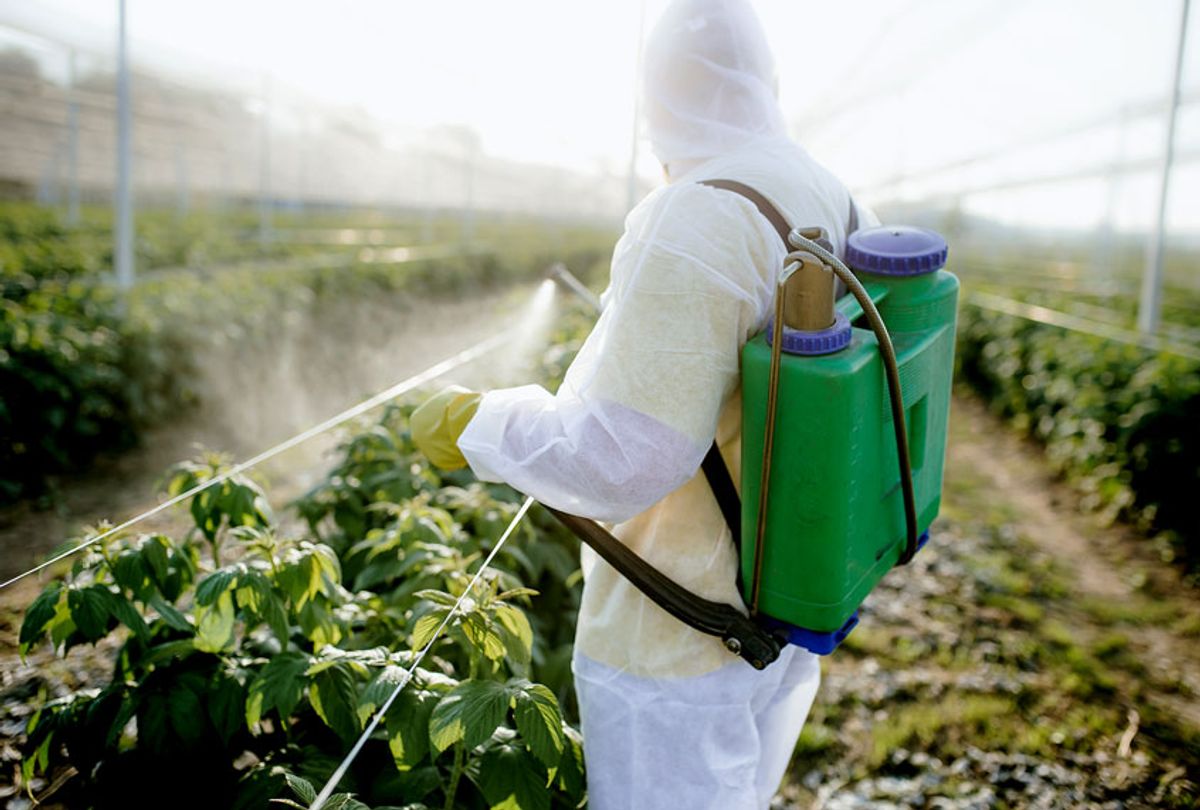 Agricultural worker spraying his crops (Getty Images)