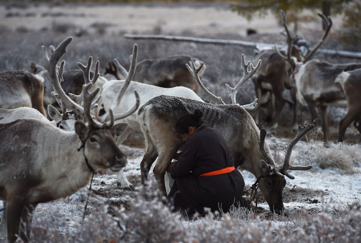 TO GO WITH: Mongolia-environment-rights-animal-lifestyle by Khaliun Bayartsogt
 This photo taken on September 18, 2015 shows Punsul Ganbat milking a reindeer at dawn in the East Taiga region in Khovsgol province, in northern Mongolia.  For thousands of years Mongolia's Dukha ethnic minority - known as Tsaatan in Mongolian - have depended on their reindeer herds to survive the bitter winters, but now their nomadic way of life is threatened by new government restrictions introduced on environmental grounds, they say.  AFP PHOTO / Greg BAKER        (Photo credit should read GREG BAKER/AFP/Getty Images) (Greg Baker/AFP/Getty Images)