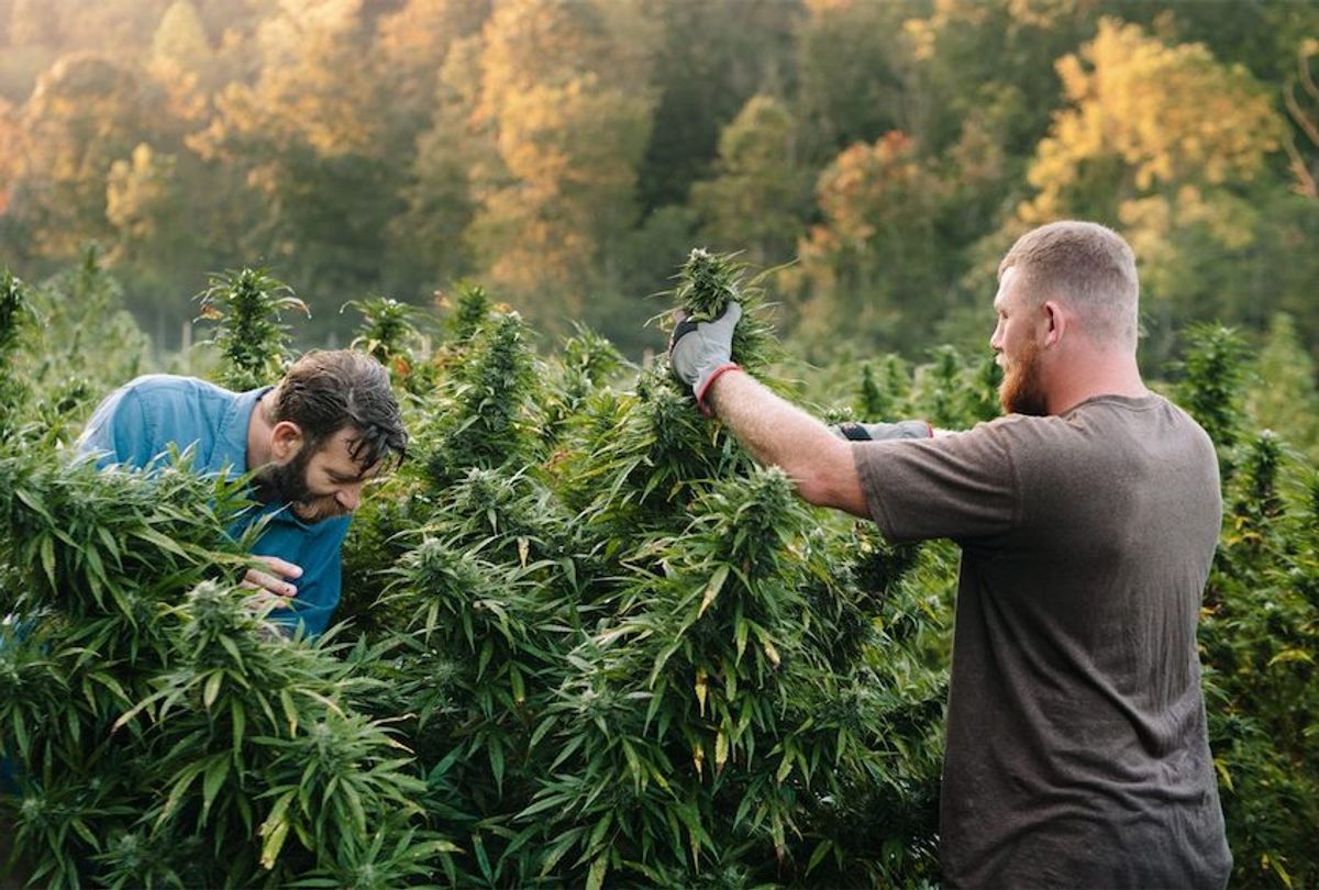 Mike Lewis and Shelby Floyd in a hemp field in Kentucky. (Photo credit: ) (Anna Carson Dewitt Photography, courtesy of Third Wave Farms)