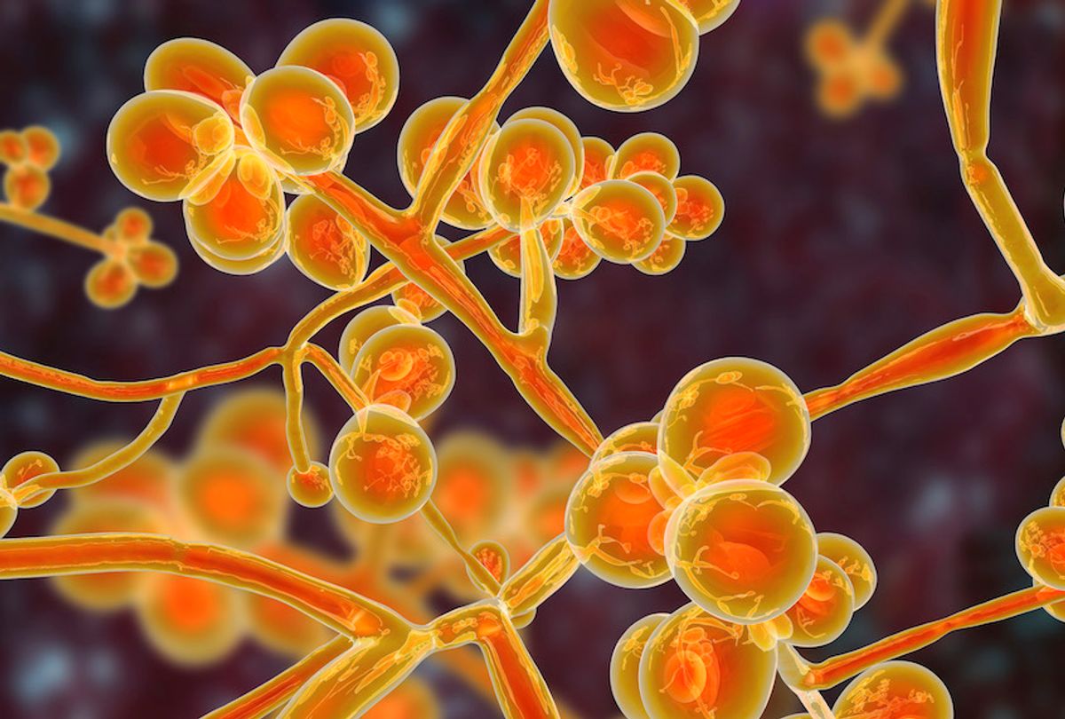 Candida auris fungi, emerging multidrug resistant fungus, 3D illustration (Getty Images/istockphoto)