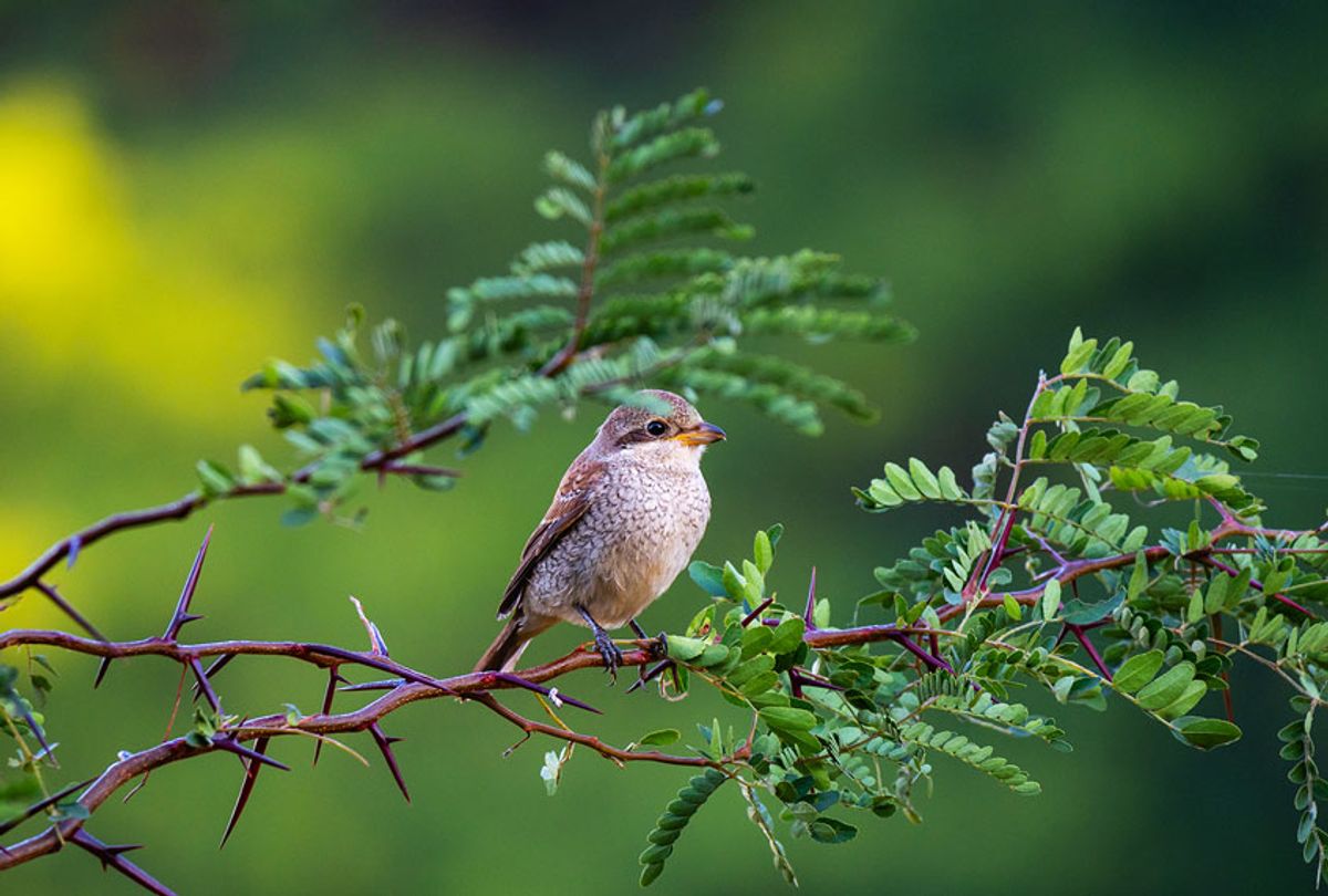 Female Red-backed shrike perched on the twig (Getty Images)