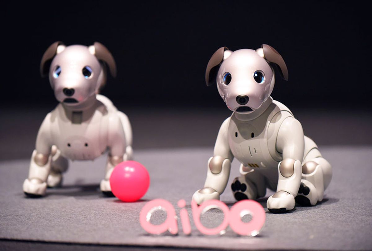 Sony's latest entertainment robots "aibo" are displayed during a press preview at the company's headquarters in Tokyo (KAZUHIRO NOGI/AFP via Getty Images)
