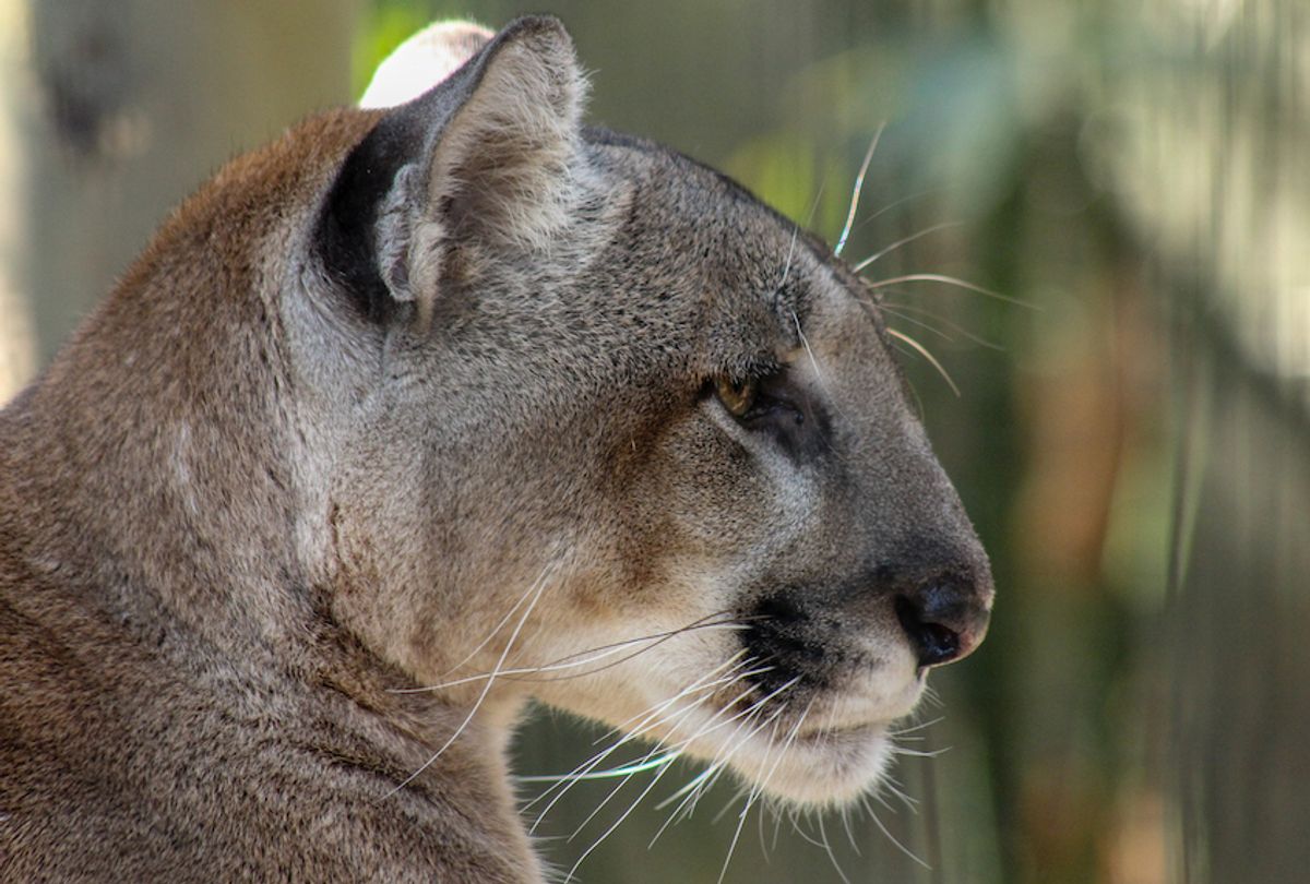 Tracking the Florida panther's tenuous comeback 