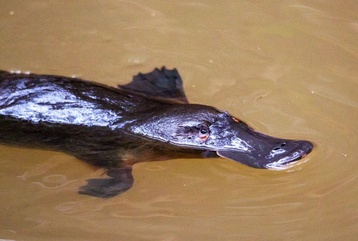 Platypus (Getty Images)