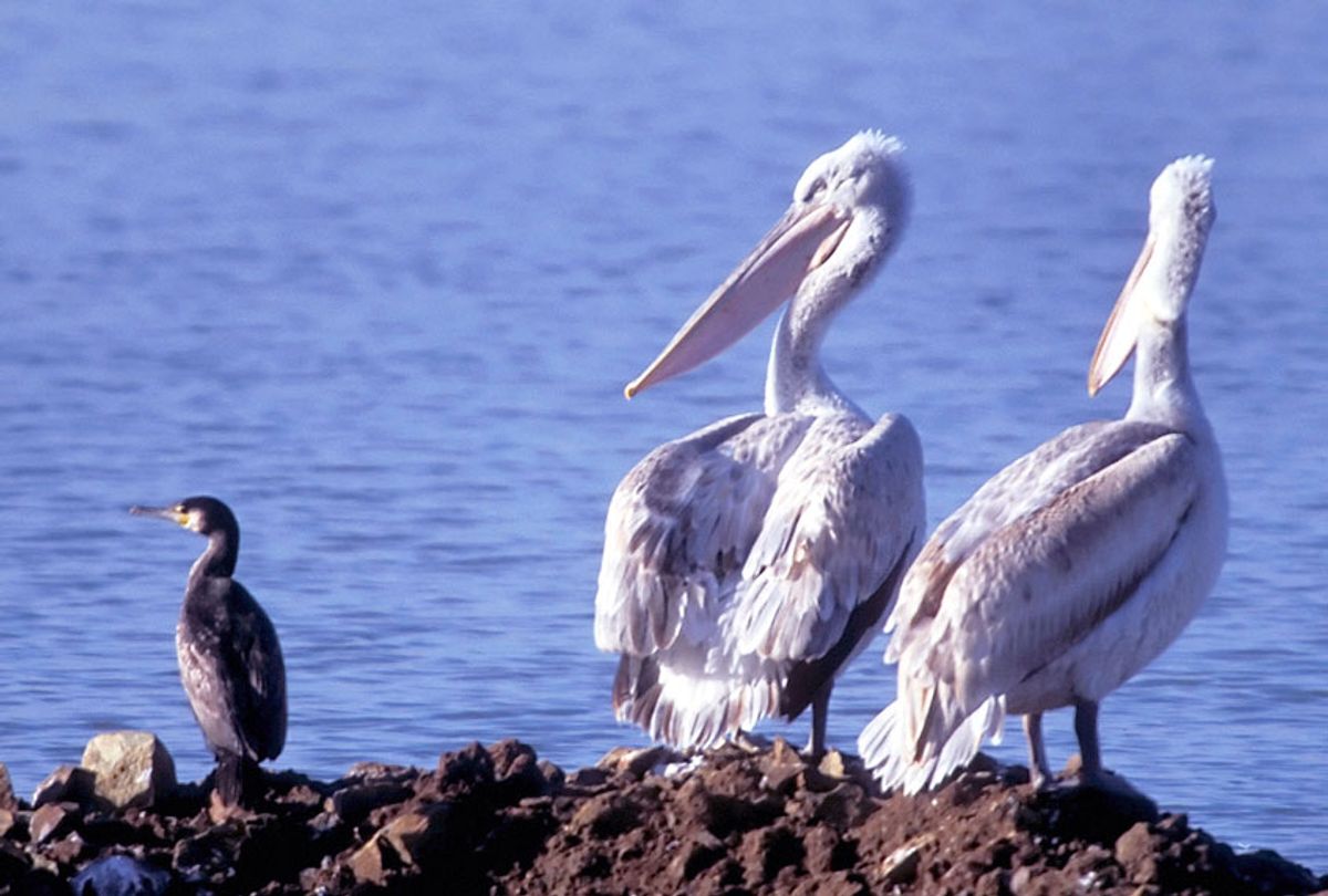 Two white pelicans and a cormorant rest on the shores (SAKIS MITROLIDIS/AFP via Getty Images)