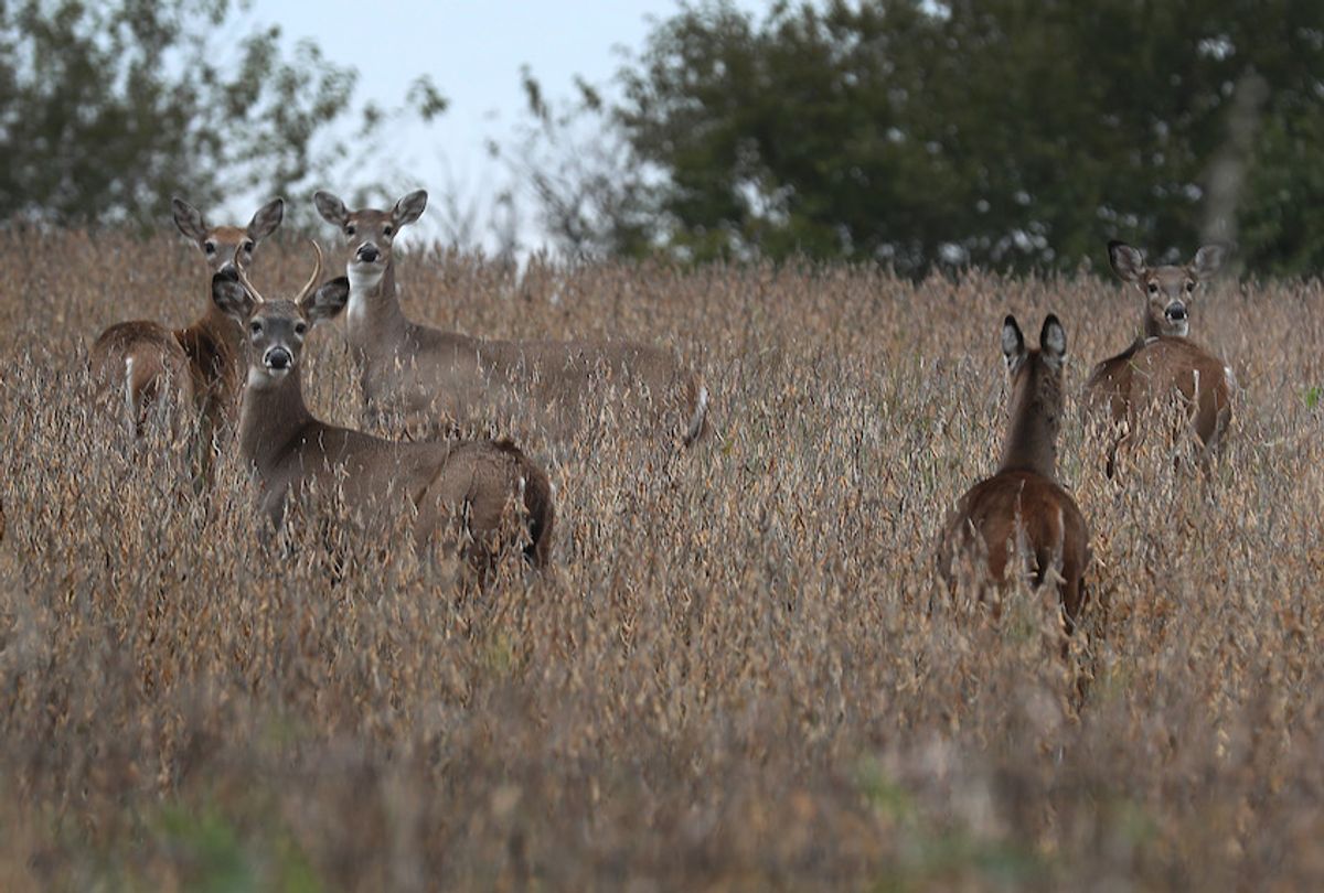 Deer are seen in a field on October 10, 2019 in Winterset, Iowa.  (Joe Raedle/Getty Images)
