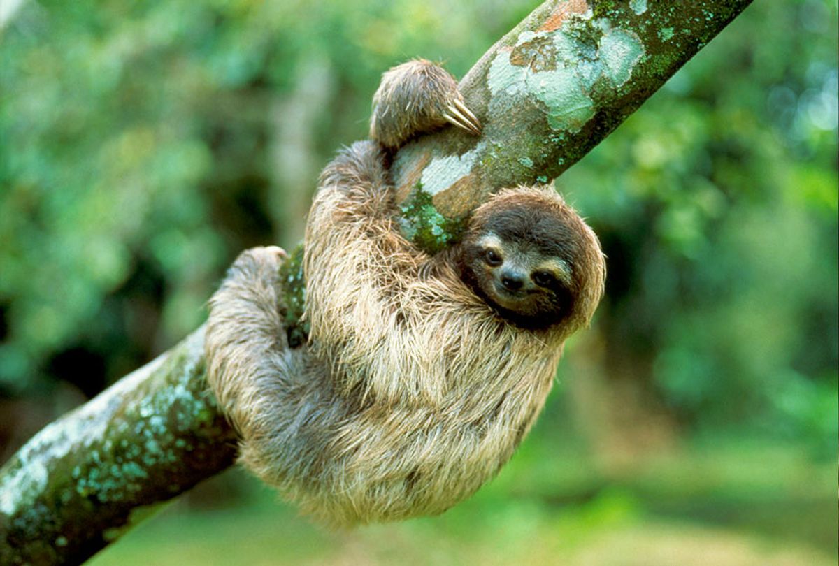 Three-Toed Tree Sloth Hanging on a Tree Trunk (Getty Images/Buddy Mays)