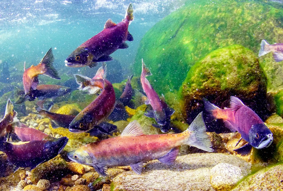 Kokanee, Also Known As Sockeye, Salmon Spawning In Big Creek, Fresno, United States (Getty Images)