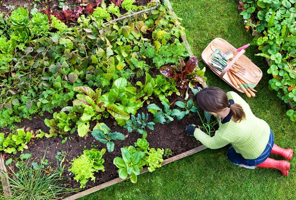Overhead Shot of Woman Digging in a Vegetable Garden ( Steve Clancy Photography/Getty Images)