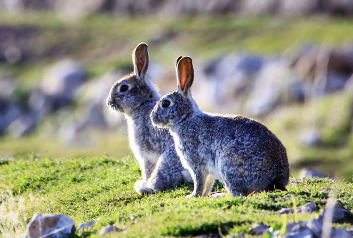 Rabbits (Ali Ihsan Ozturk/Anadolu Agency/Getty Images)