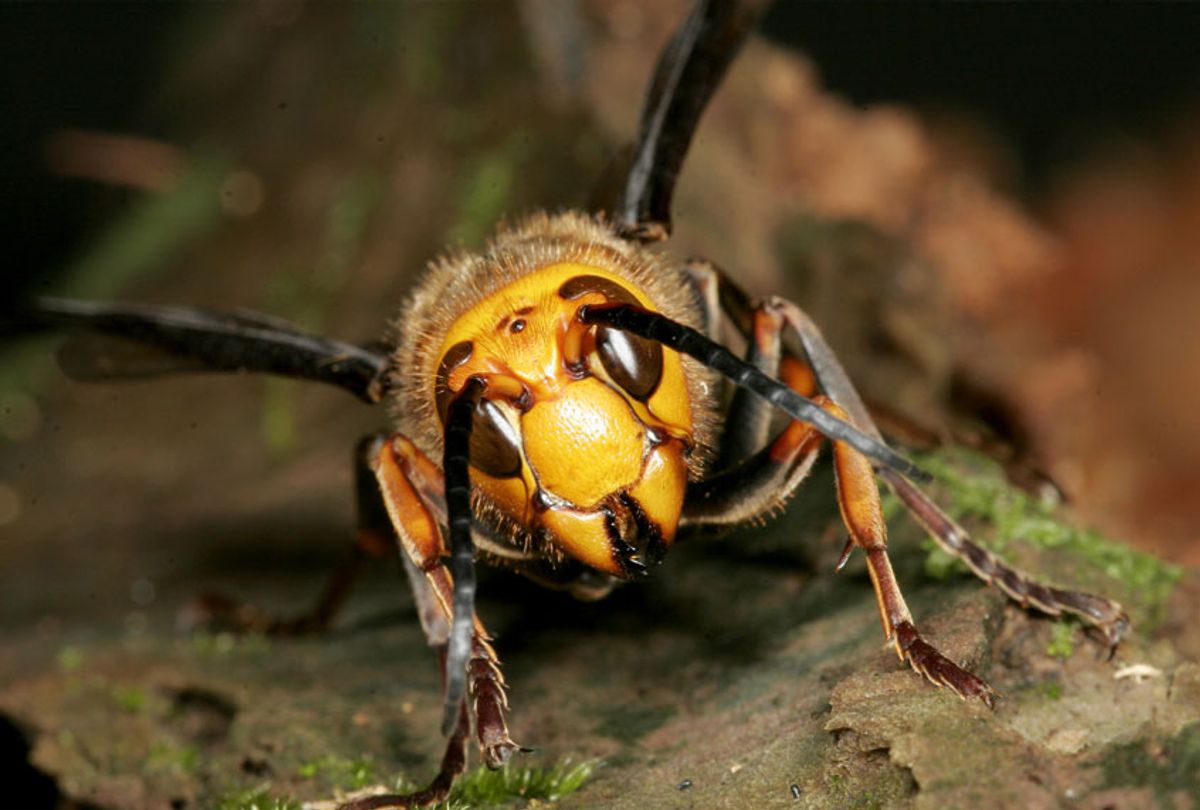 Japanese Giant Hornet – Vespa mandarinia (Getty Images/Alastair Macewen)