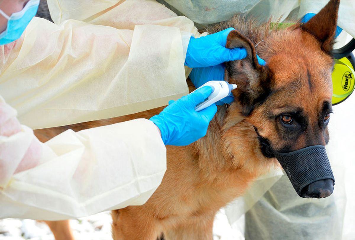 Veterinarian performs a check up on a German Shepard, during a drive through veterinarian clinic (JOSEPH PREZIOSO/AFP via Getty Images)