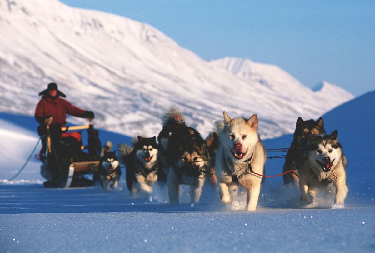 Sled dogs (Getty Images)
