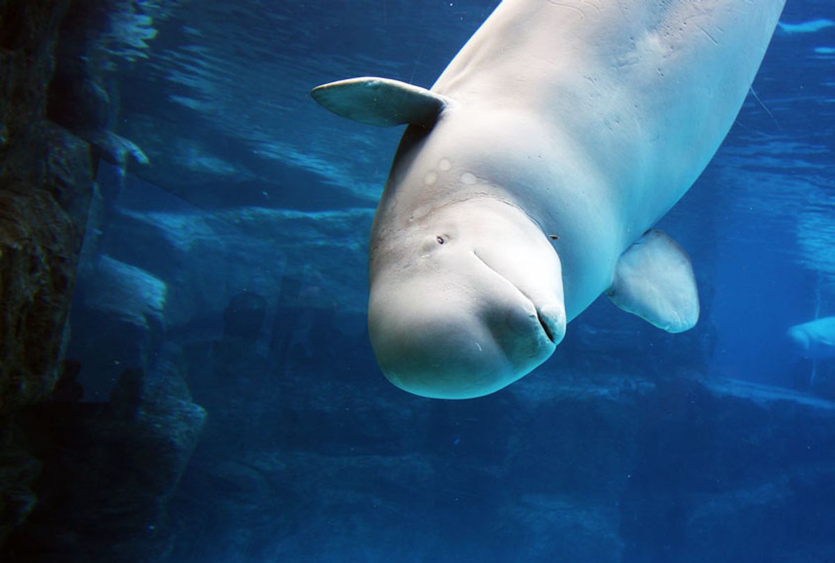 Beluga whale playing in clear blue water (Getty Images)