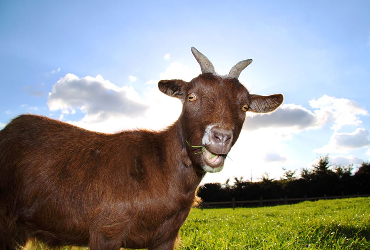 A cute goat (Getty Images)