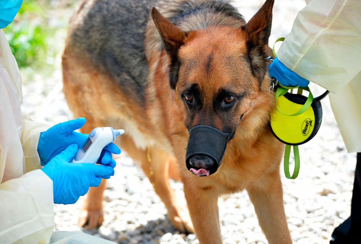 The veterinarian performs a check up on a German Shepard, during a drive through veterinarian clinic at the Salem Animal Rescue League in Salem, New Hampshire on May 27, 2020 (JOSEPH PREZIOSO/AFP via Getty Images)