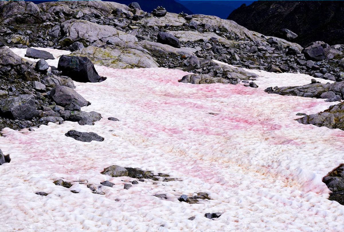 A picture taken on July 4, 2020 on the top of the Presena glacier near Pellizzano shows pink colored snow. - The pink color of the snow is supposedly due to the presence of colonies of algae of the species Ancylonela nordenskioeldii from Greenland. (MIGUEL MEDINA/AFP via Getty Images)