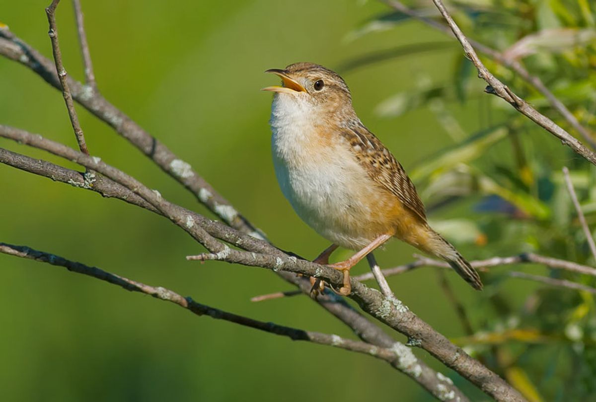 Sedge Wren perched on a branch singing. (Getty Images)