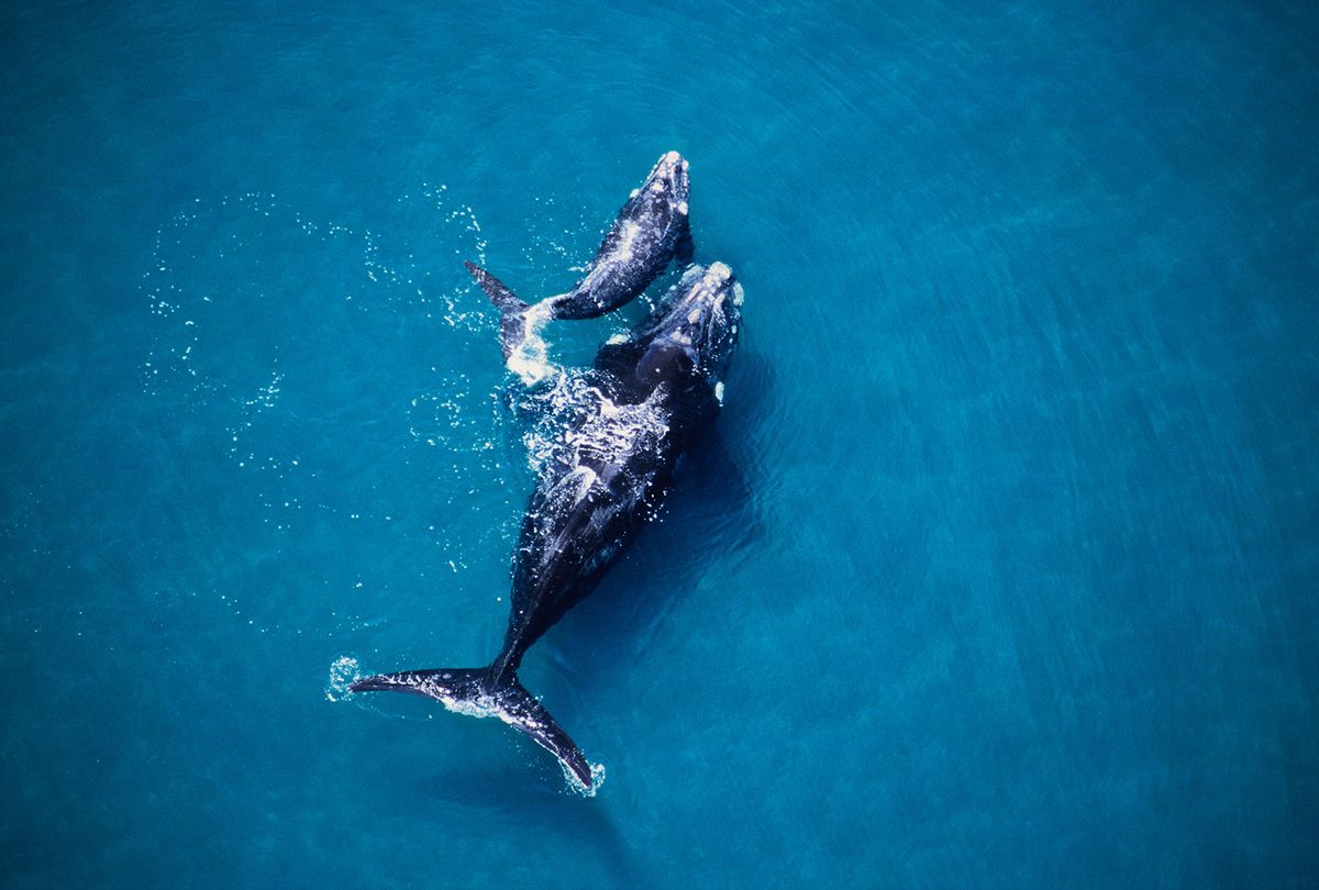 Right Whale mother and calf (Getty Images)