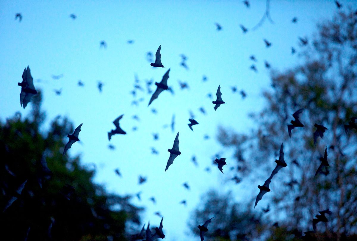 Bats flying (Chico Sanchez/Getty Images)