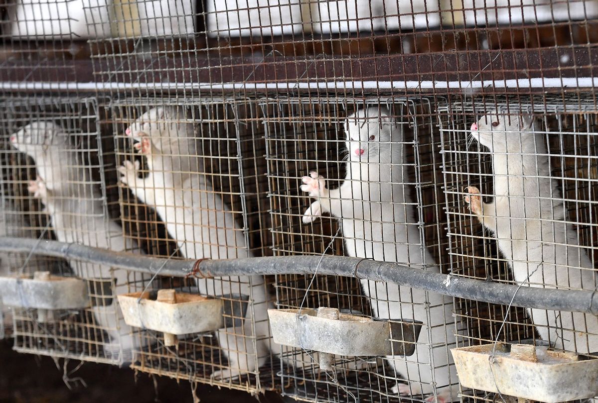 Minks in cages (Getty Images)