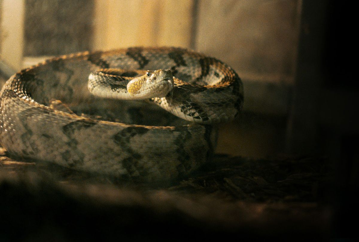 Alabama Snake (HBO)