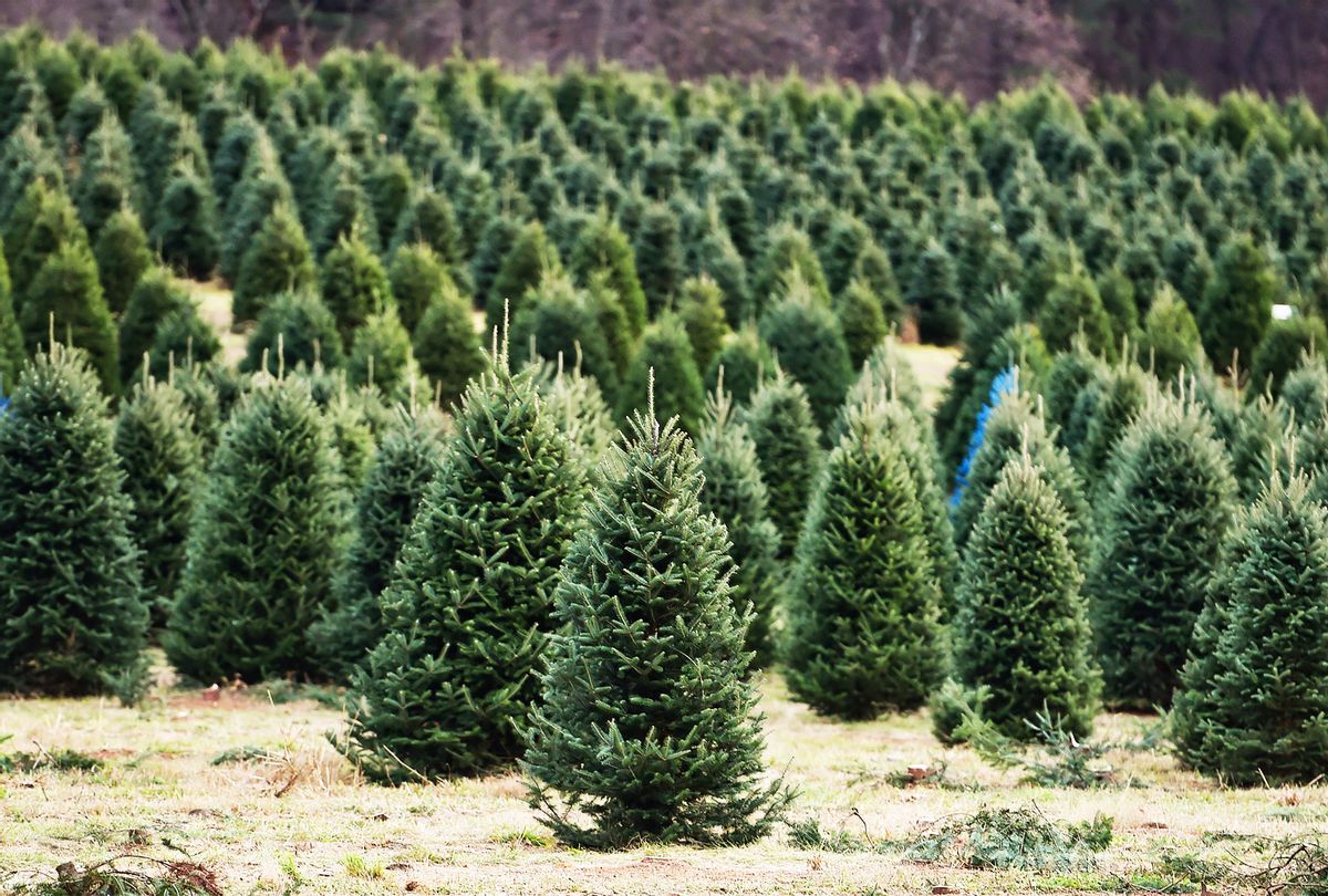 Does your Christmas tree have pesticides?