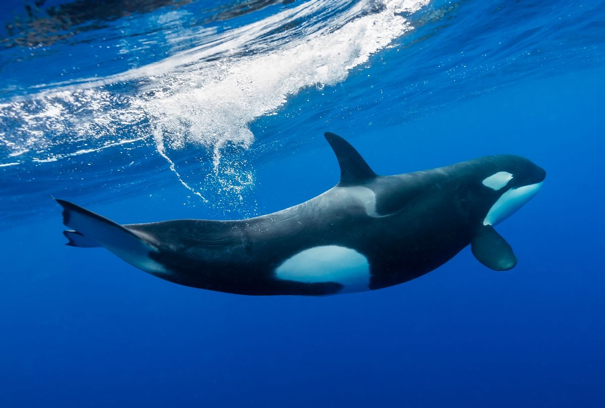 Pacific Ocean Whales