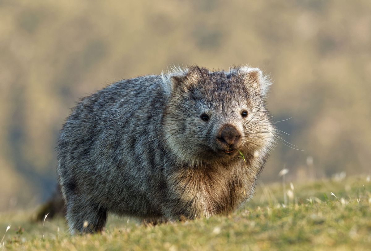 Wombat (Getty Images)