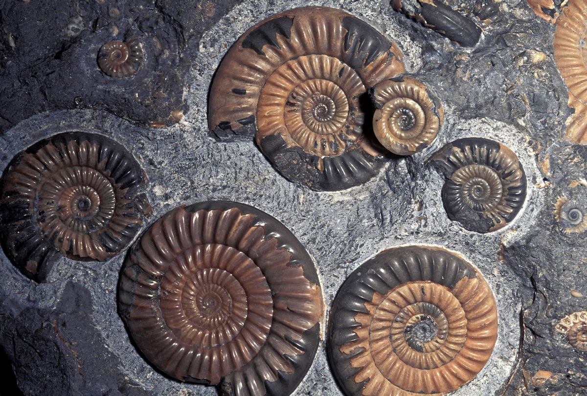 Ammonite fossils (Getty Images)