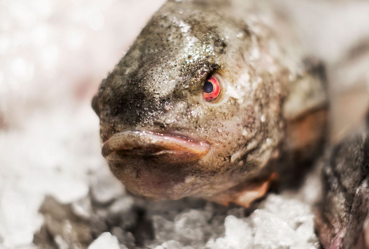 An angry fish (Getty Images)