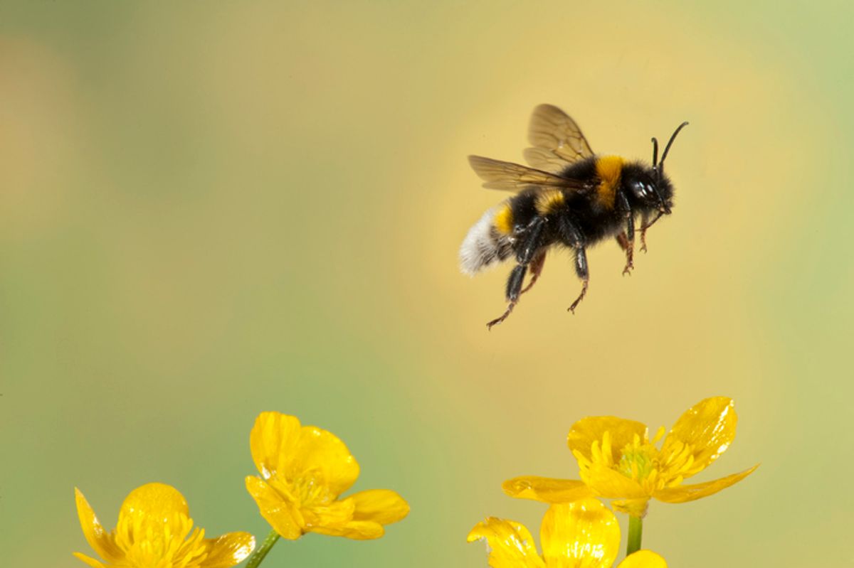 Bumble Bee, Bombus Hortorum, in flight, free flying over yellow buttercup flowers (Getty)