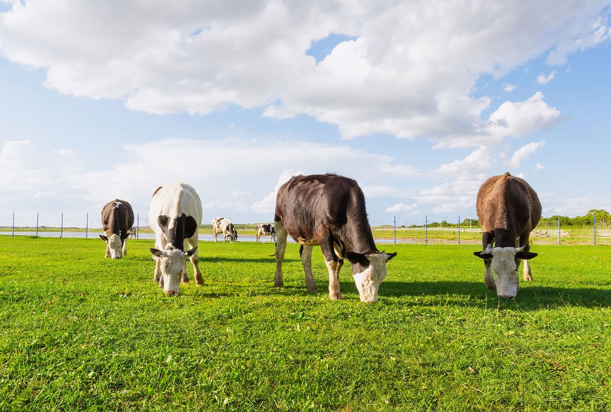 Cows grazing (Getty Images)