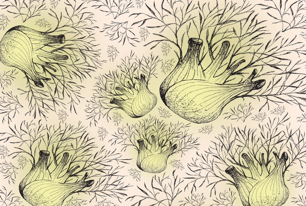 Fennel (Illustration by Salon/Getty Images)