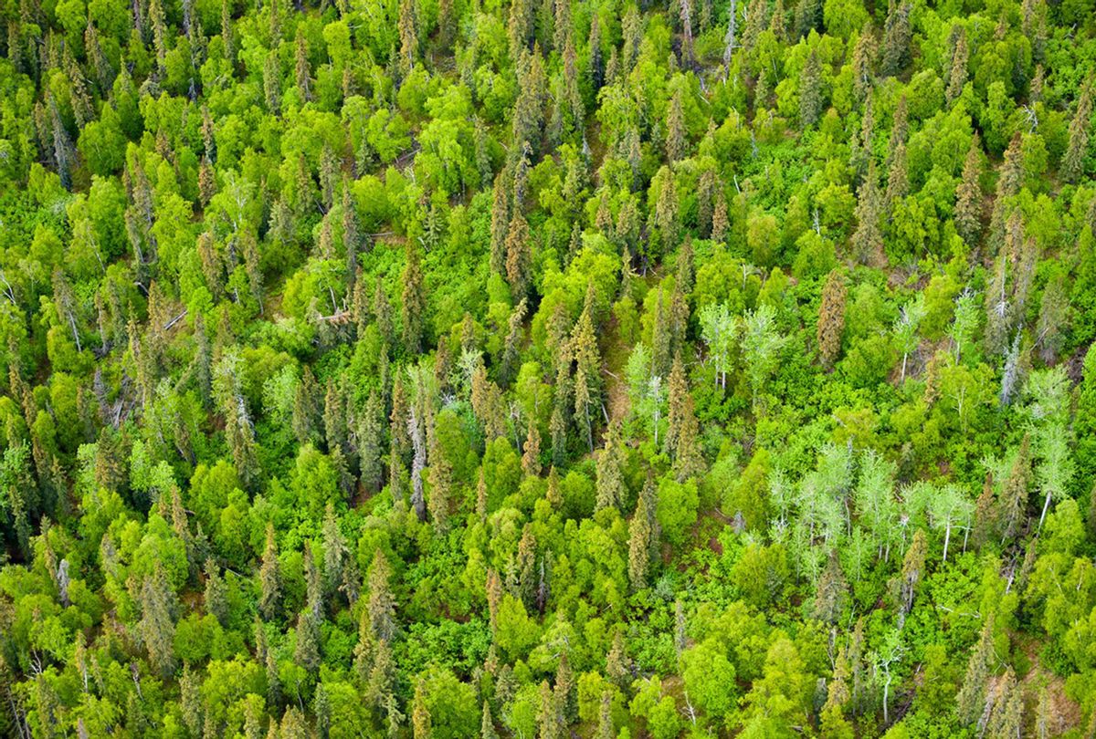 The boreal forest in Lake Clark National Park and Preserve, Alaska, is dominated by white spruce mixed with black spruce and birch. (K. Miller / National Park Service)