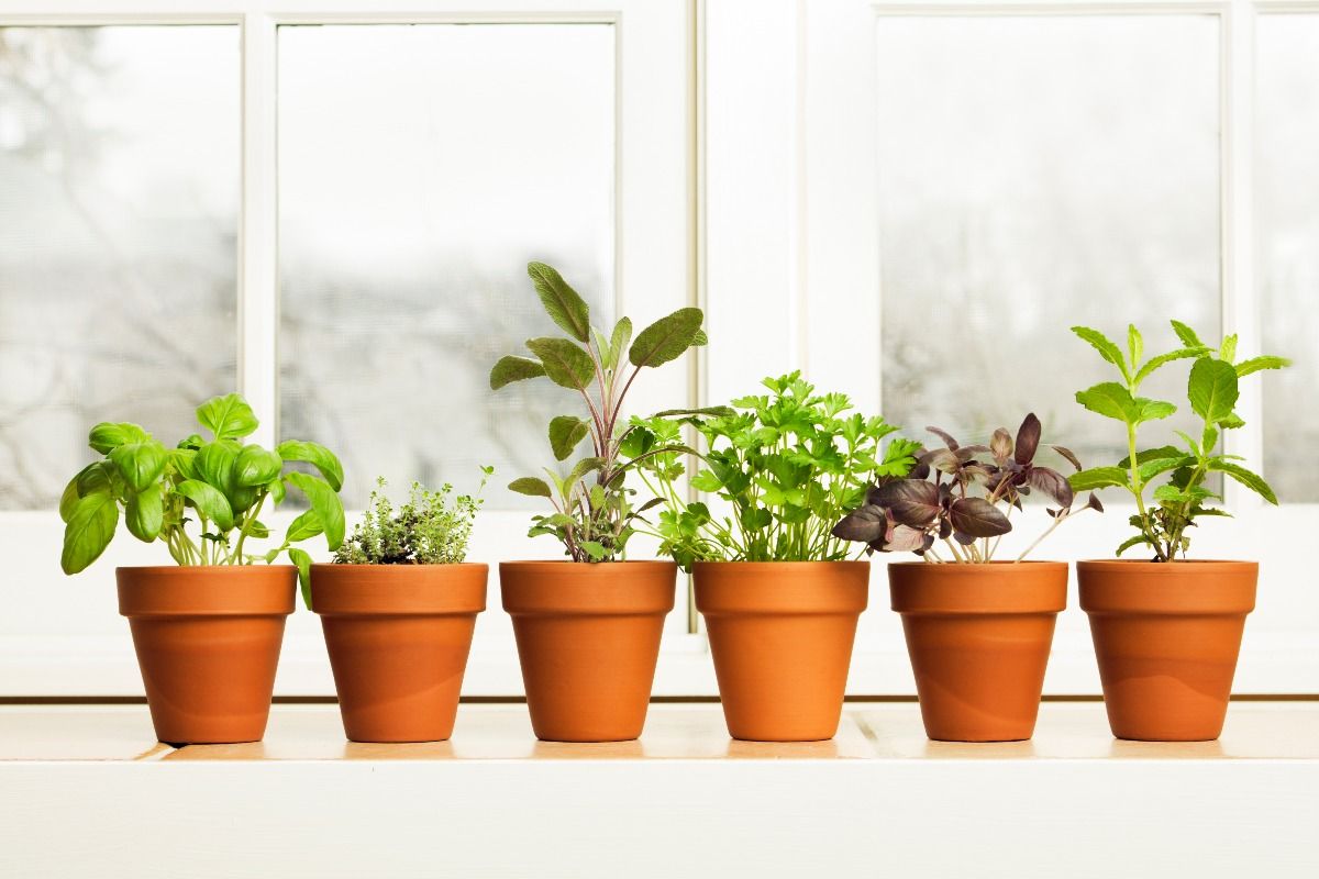 Indoor herb plant garden in flower pots by window sill. (Getty Images)