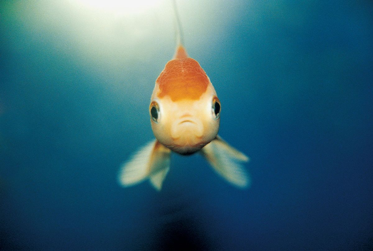 A sad fish (Getty Images)